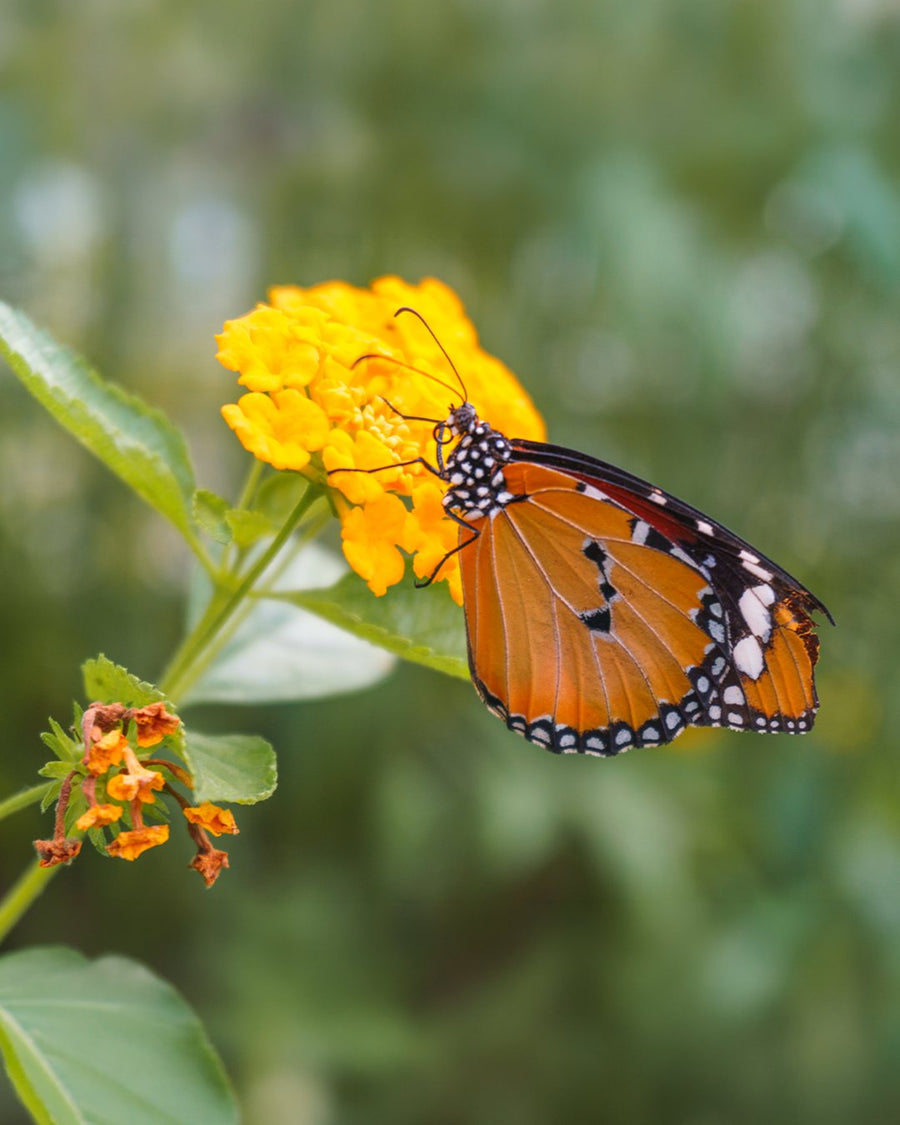 The Butterfly
