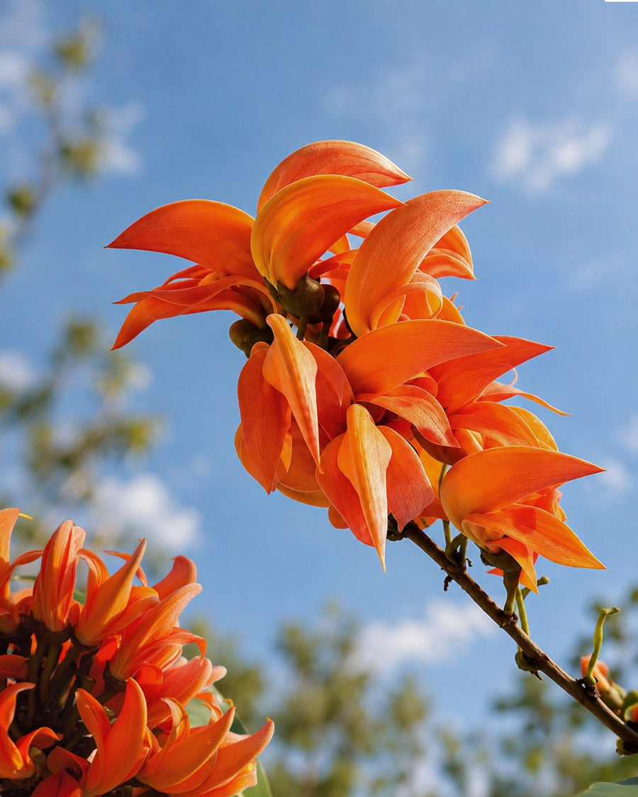 The Kesuda Flower